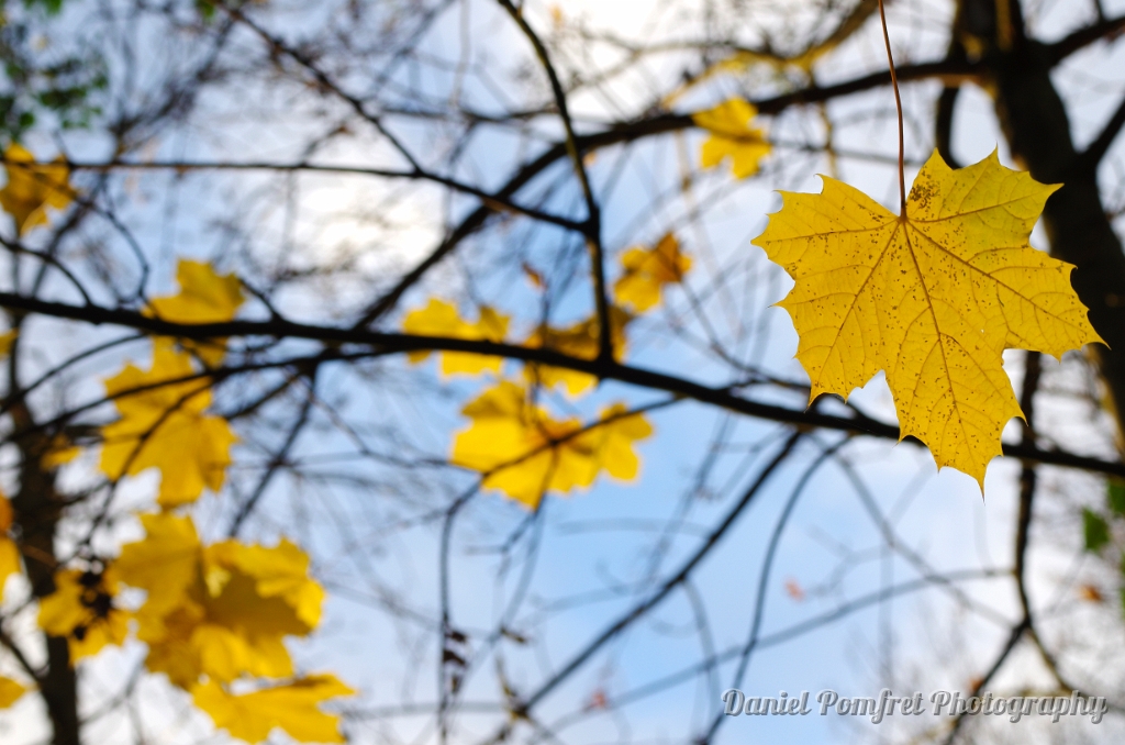 Yellow Autumn Leaves K521056