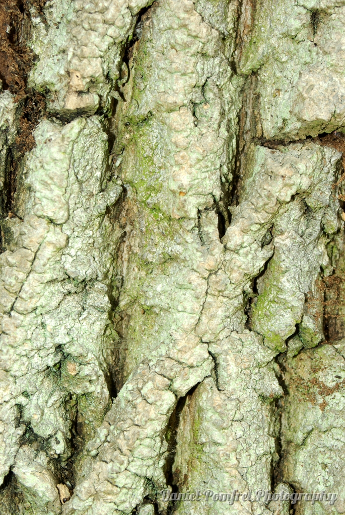 Bark 0988