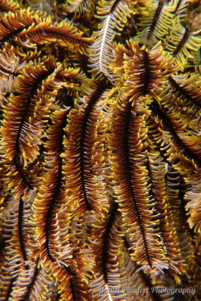Bennetts Feather Star (Oxycomanthus bennetti) DSC01237