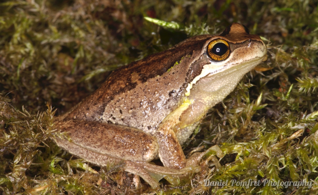 Brown tree frog (Litoria ewingii) Tasmania 8715 - Daniel Pomfret ...