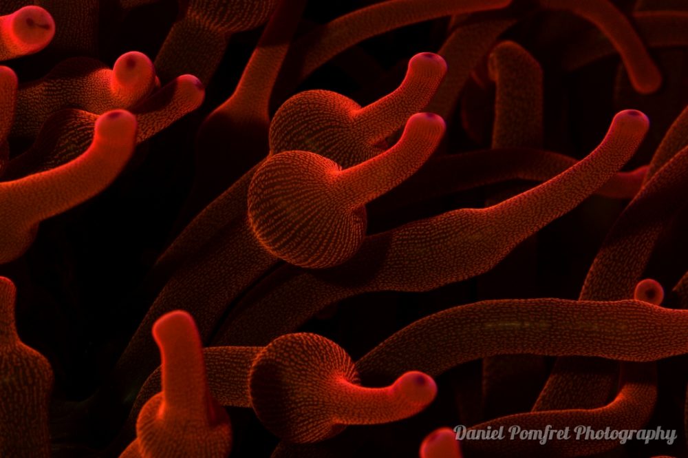 Bubble tip Anemone (Entacmaea quadricolor) 2017300a
