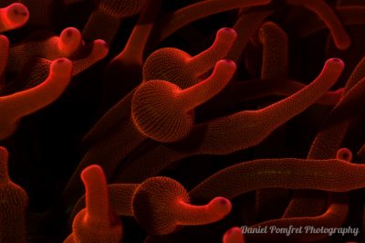 Bubble tip Anemone (Entacmaea quadricolor) 2017300a