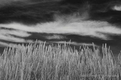 Camber Sands, Dunes, East Sussex, England, UK, B&W 2015176