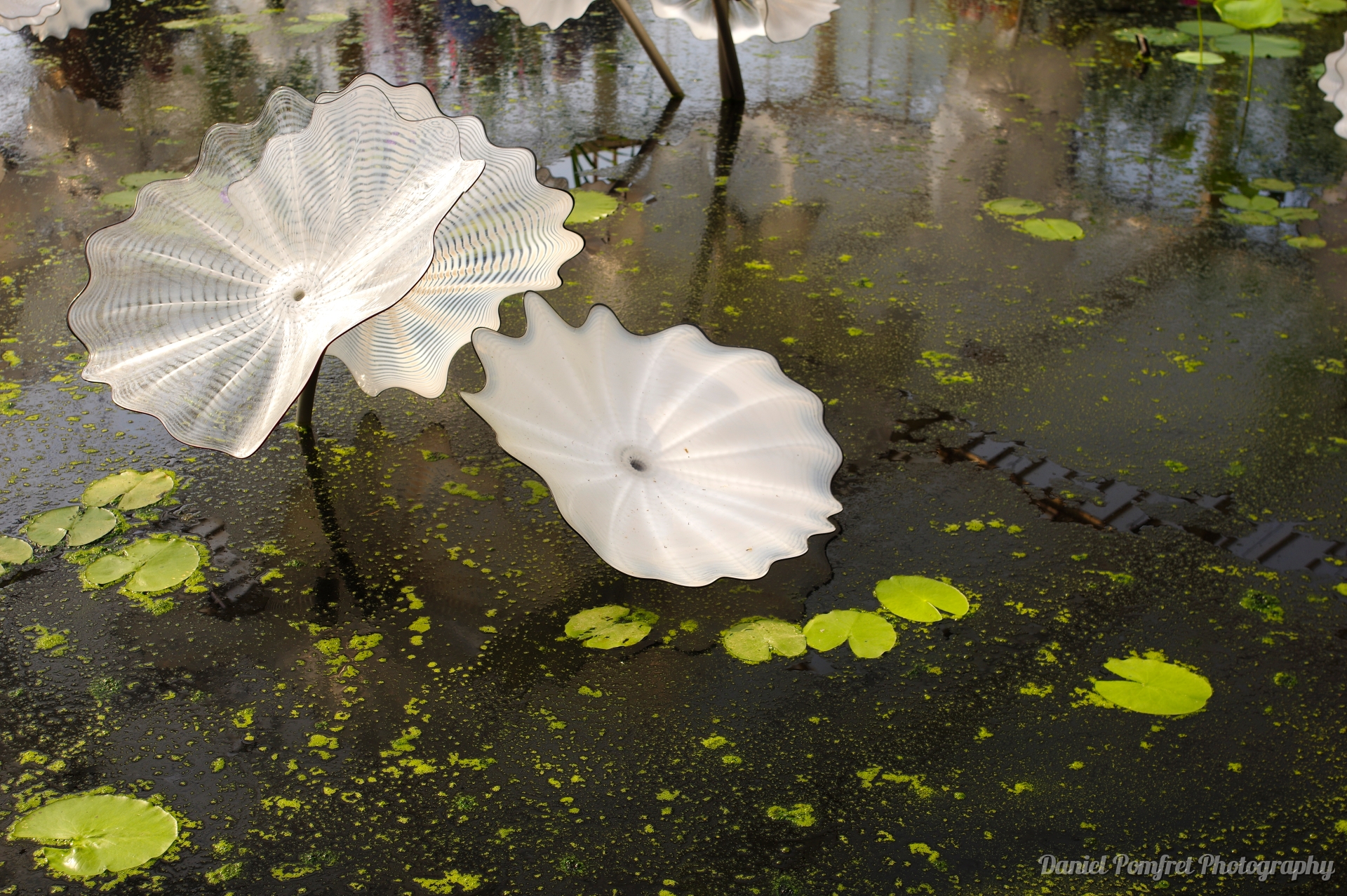 Dale Chihuly, Sculptures, Ethereal White Persian, Pond, Kew Gardens, London_14942