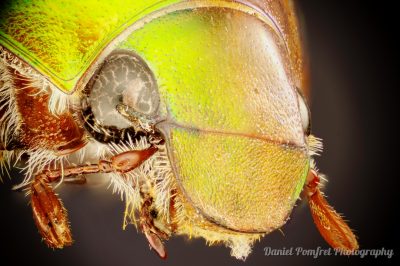 Common Christmas Beetle