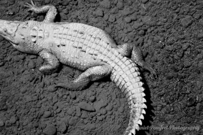 American crocodile (Crocodylus acutus) Costa Rica, BW, 001
