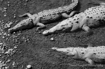 American crocodile (Crocodylus acutus) Costa Rica, BW, 003