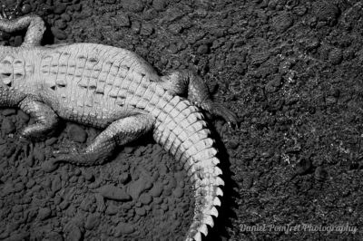 American crocodile (Crocodylus acutus) Costa Rica, BW, 004