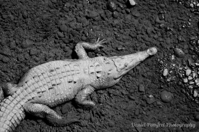 American crocodile (Crocodylus acutus) Costa Rica, BW, 005