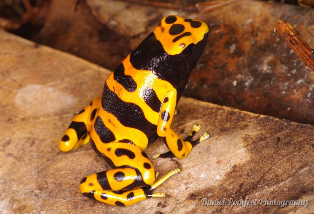 Bumblebee poison dart frog (Dendrobates leucomelas) 4410