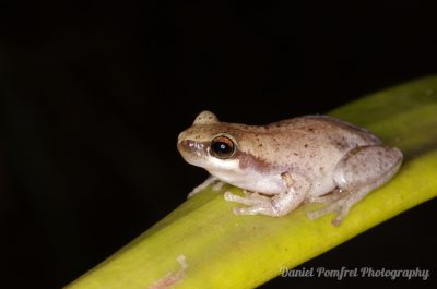 Desert tree frog (Litoria rubella) 3979
