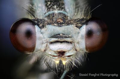 Dragonfly Head 001