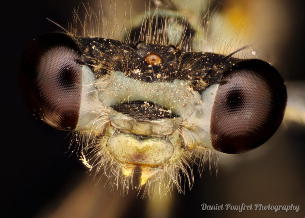Dragonfly Head