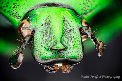 Macro Photography