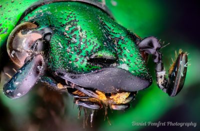 Flower Beetle