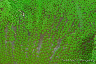 Haddons carpet anemone, green, (Stichodactyla haddoni) 2