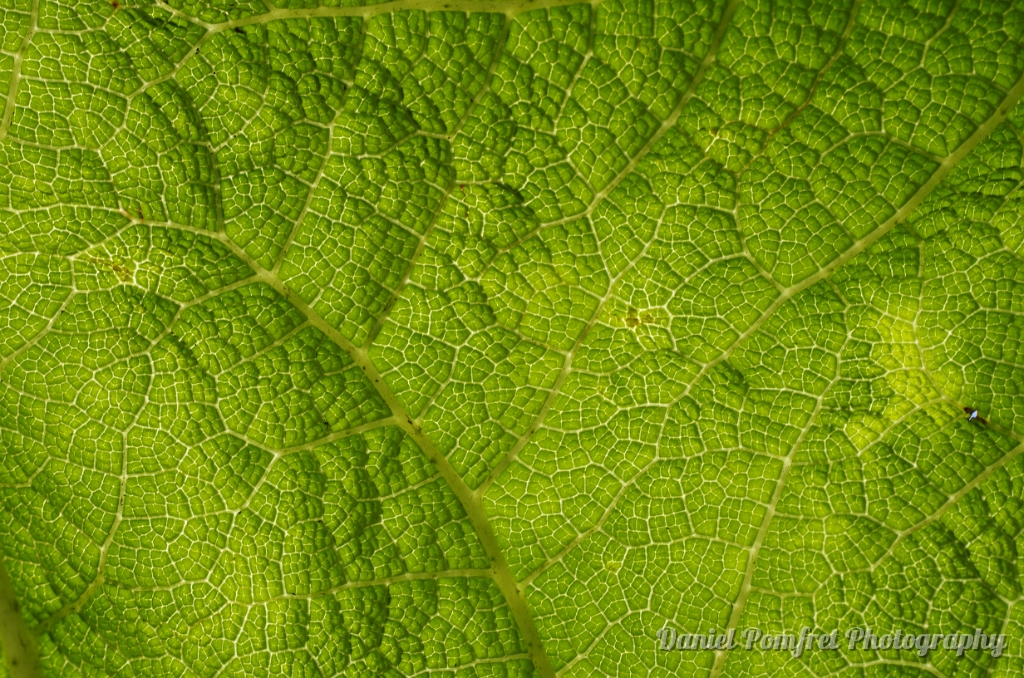 Leaf, Leaves, Textures (Gunnera manicata) IMG6329