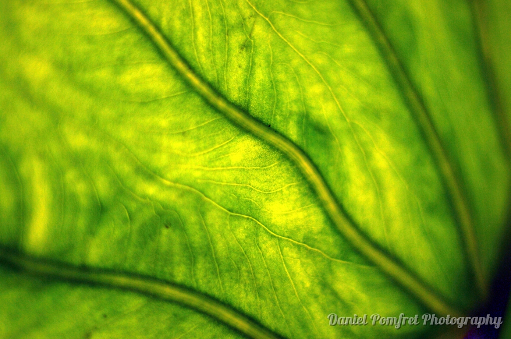 Leaf Underside (001)