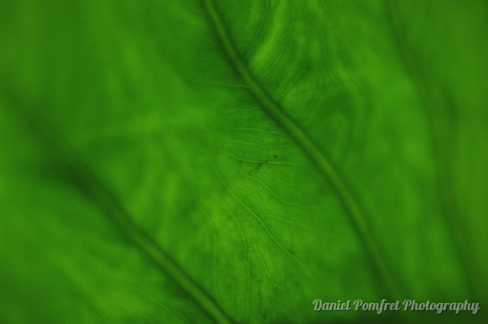 Leaf Underside (002)