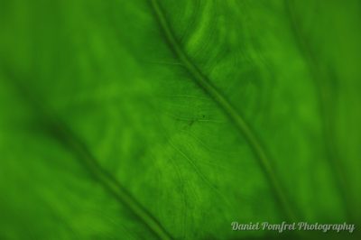 Leaf Underside (002)