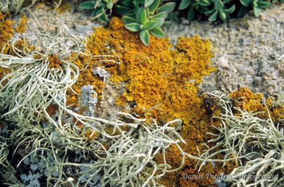 Rock, Stone, Lichen, textures, 004