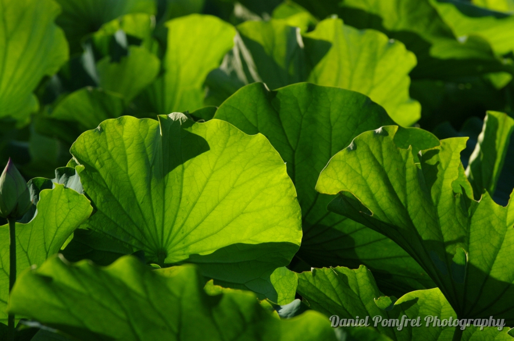 Green Lotus leaves 9591