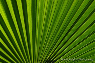 Palm Leaf Abstract 005
