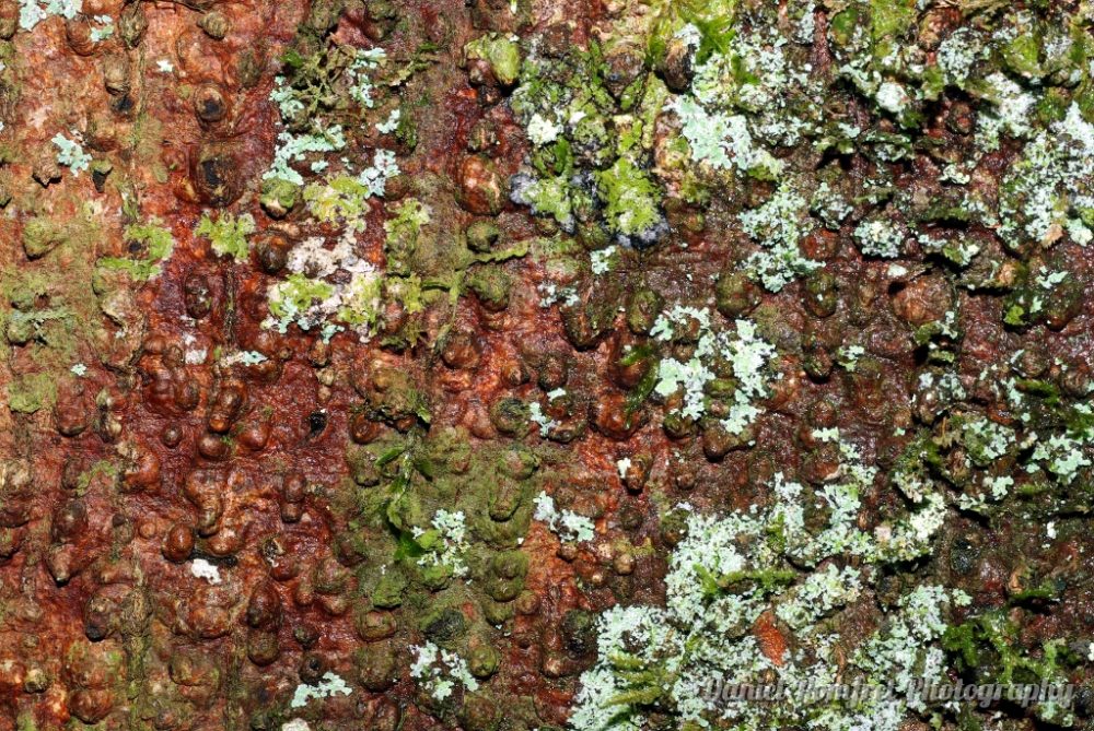 Rainforest lichen on tree trunk 002