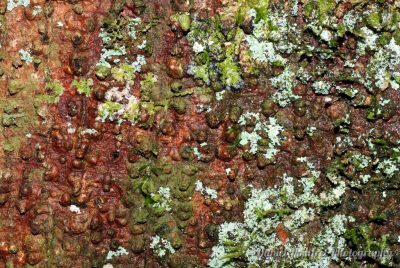 Rainforest lichen on tree trunk 002