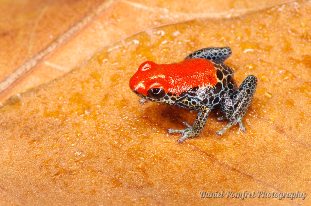 Red backed poison dart frog - Ranitomeya reticulata 6440