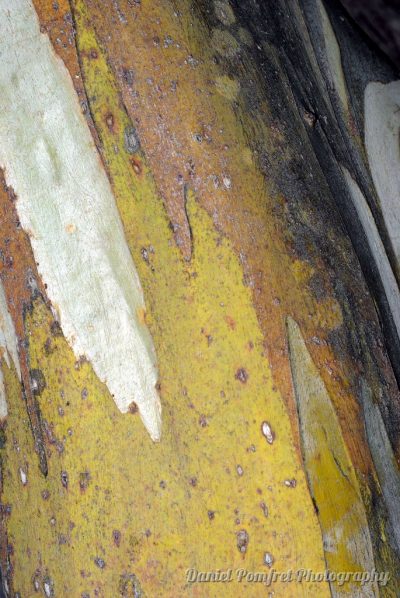 Bark & Tree Trunk Textures, Snow gum (Eucalyptus coccifera) 004