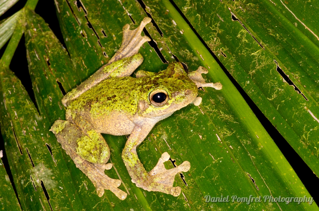 Tapping green eyed tree frog (Litoria serrata) IMG3846