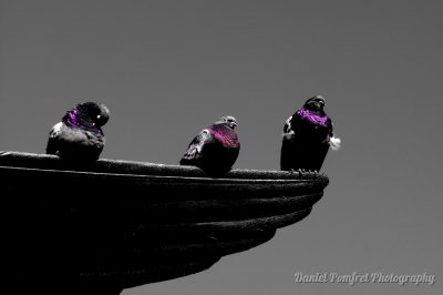 Angel birds, Bethesda fountain, Central Park, New York, 2010041