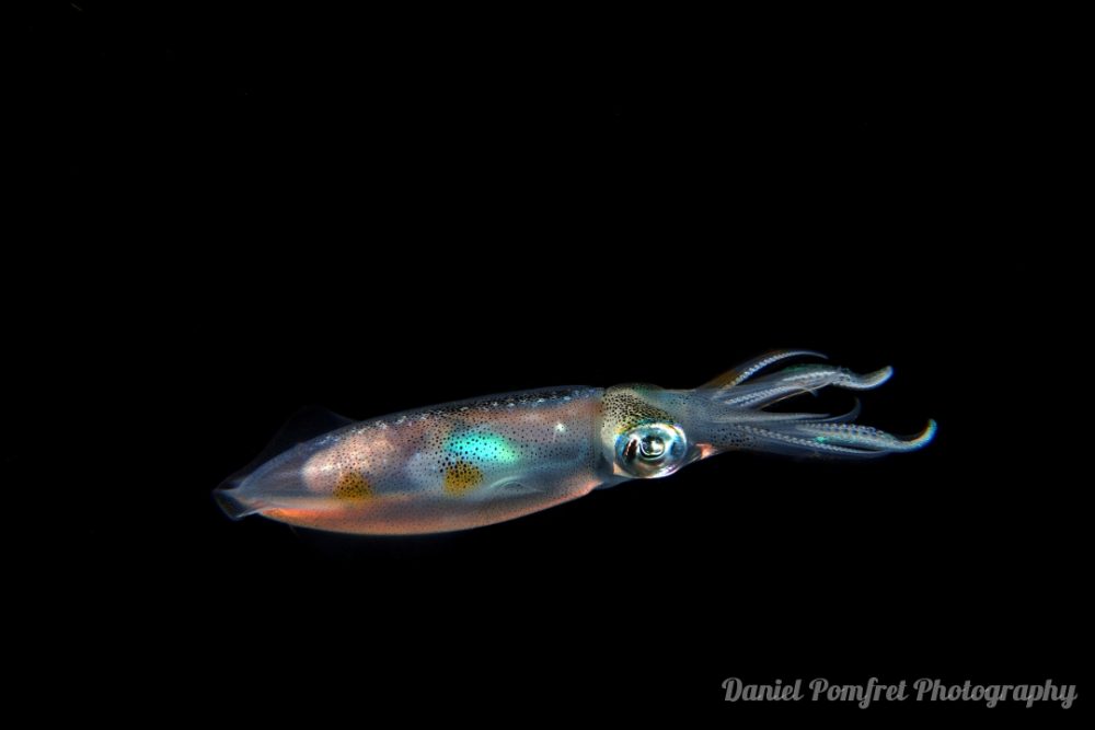 Bigfin Reef Squid (Sepioteuthis lessoniana) dsc02844