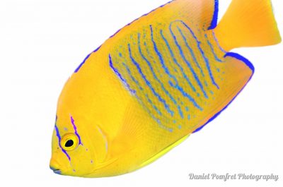 Fish Art