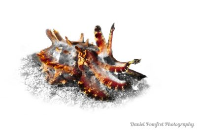 Flamboyant Cuttlefish (Metasepia pfefferi) dsc02859