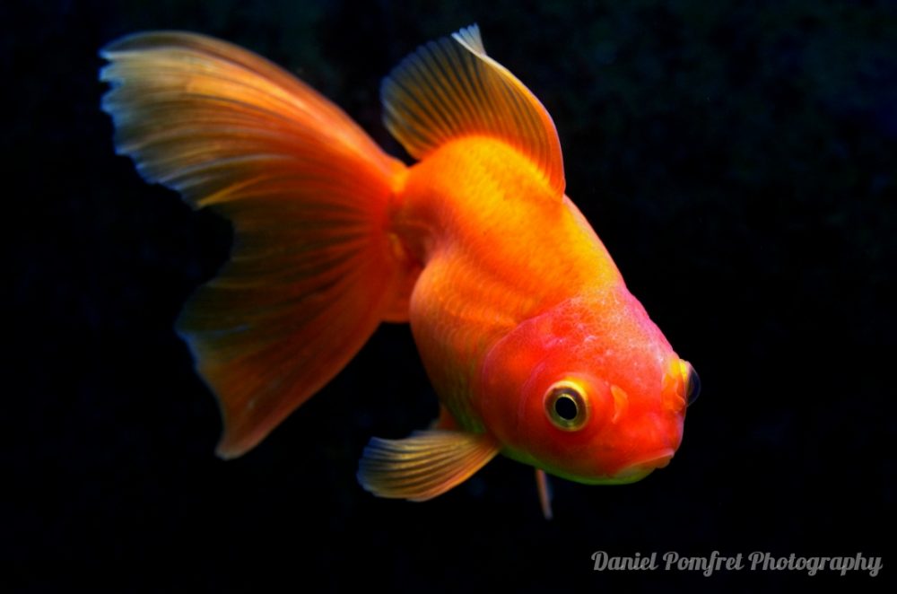 Golden Goldfish 003