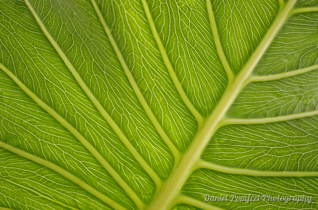 Leaf Abstract K521444