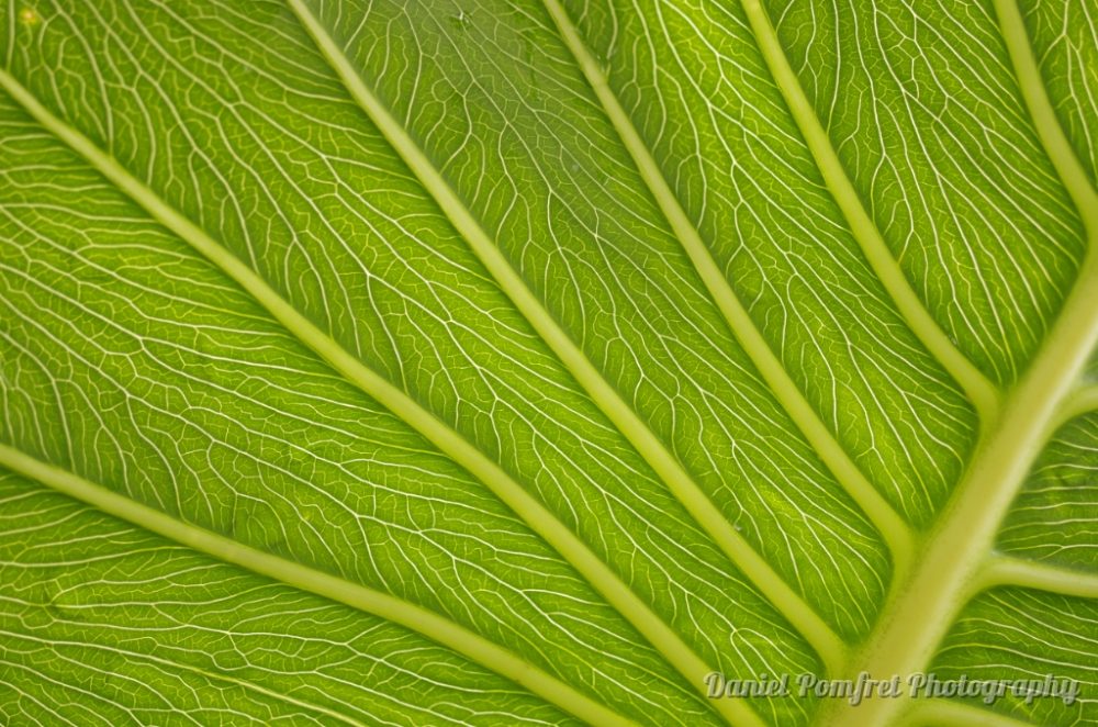 Leaf Underside (K521447)