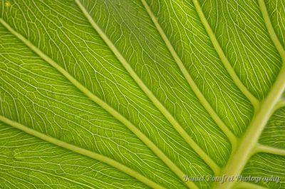 Leaf Underside (K521447)
