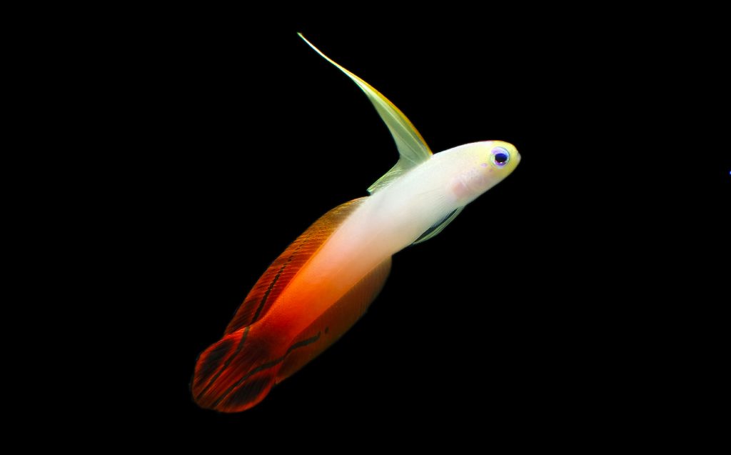 Fire Fish Goby - Nemateleotris magnifica 0342 - Daniel Pomfret Photography