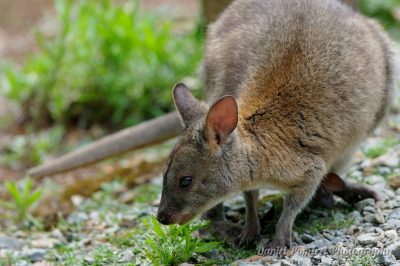 Mammals