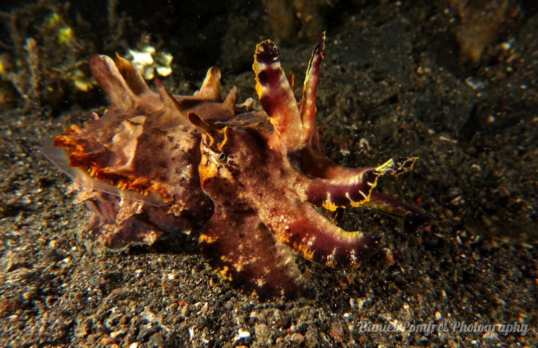 flamboyant_cuttlefish_metasepia_pfefferi_DSC02859